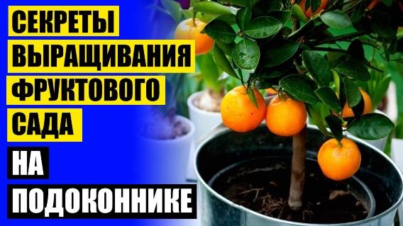 ⚡ ЦИТРУСОВЫЕ РАСТЕНИЯ В ДОМАШНИХ УСЛОВИЯХ УХОД 🎯 СЕМЕНА ЦИТРУСОВЫХ КУПИТЬ ⛔