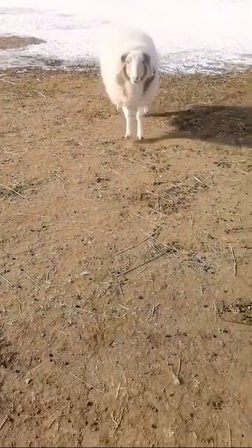 dance dance    /funny video/ animals/ {Giraffe King}