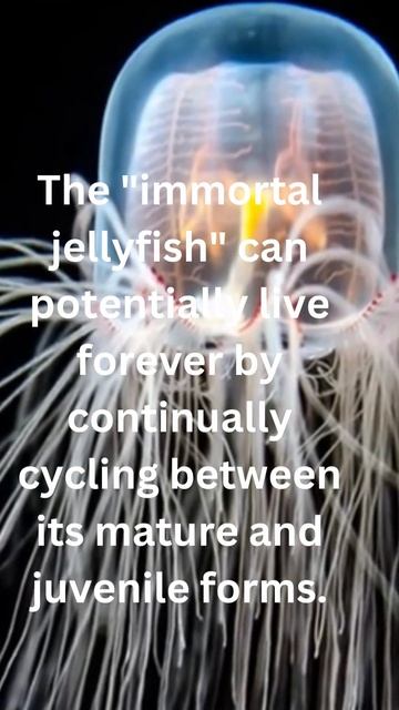 Did you know? The "immortal jellyfish" can potentially #shorts  @InterestingDailys @PsychologyArcad