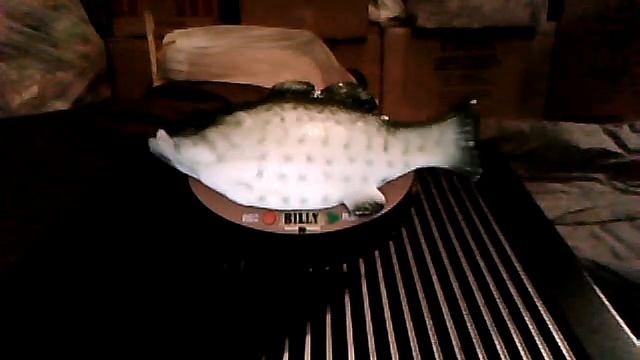 MINI BIG MOUTH BILLY BASS the singing fish