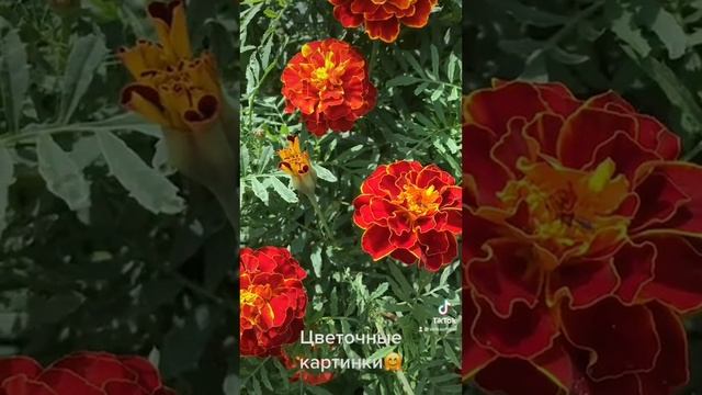 Цветочные картинки