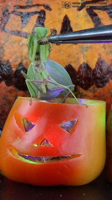 Хэллоуин для богомолов // Clever Cricket #shorts #short #halloween