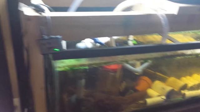 In Home Aquaponics part 14 "expatiation"