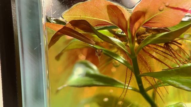 Little Garden 3.5 Gallon 30cm Tank #2 (New Females and Babies)