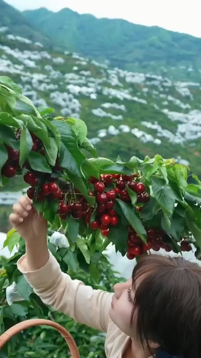 🍒Сбор спелых фруктов в питомнике! #shorts #garden #советы