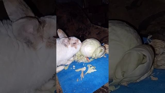 Кому нашинковать капусту? 🐇🐇🐇🐰🐰🐰🐰