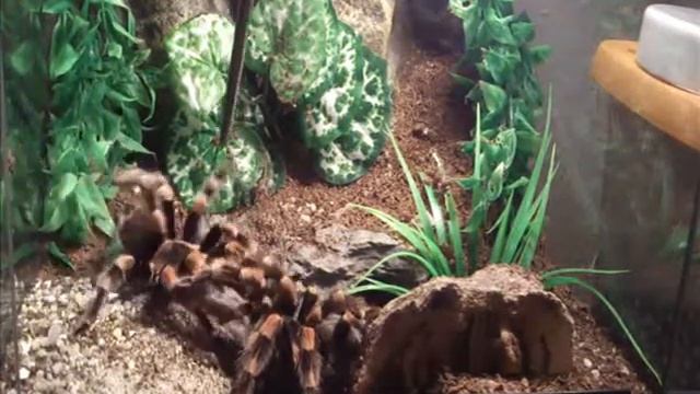 fab b  smithi mating # 2 2 of 2
