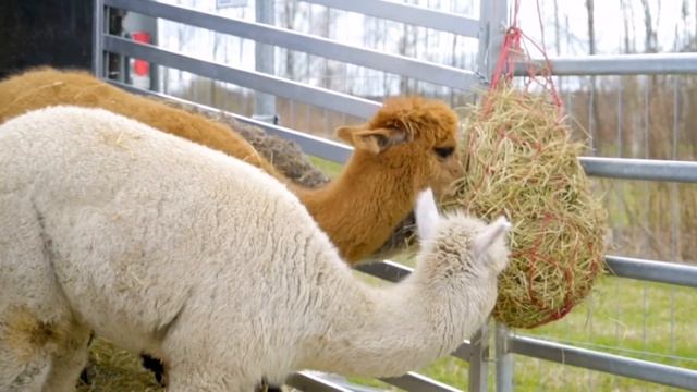 10 Interesting Things You Didn’t Know About Alpaca | #AnimalsandPets