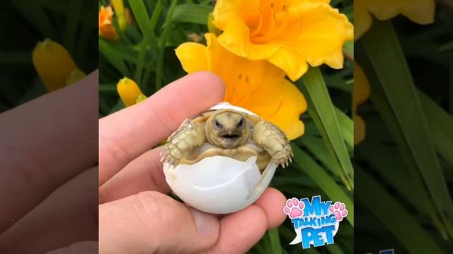 Talking tortoise
