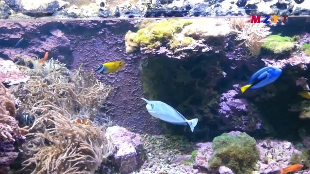 A7  Emperor Angelfish, Orange Spine Unicorn Fish, Black Butterflyfish, Unicorn Fish, Yellow Tang