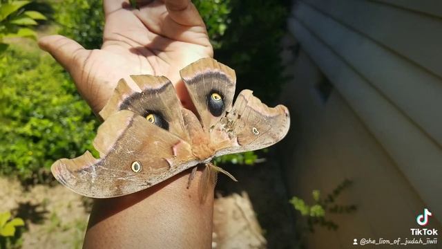 We found a wounded Hercules moth today.