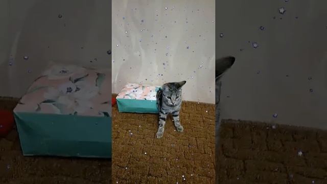 Кошка играет 🐱