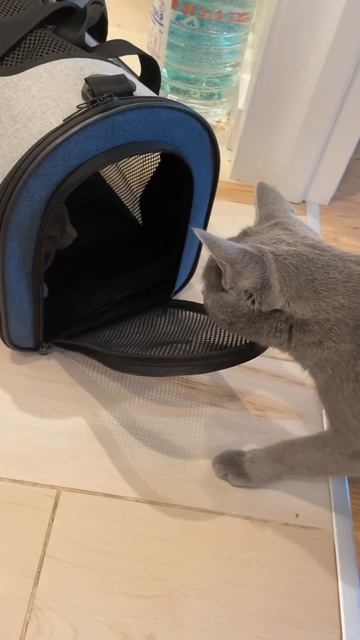 Мой кот был в шоке, когда я принесла котенка домой #russianbluecats