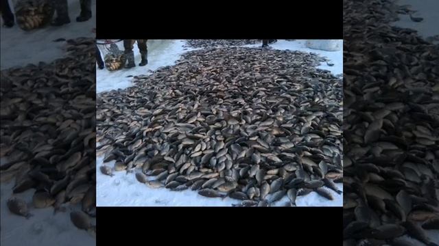 А вы знаете, что карась в Якутии называется якутским?