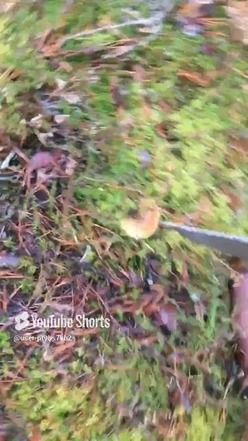 Что мешает собирать зеленушки в ноябре_#What prevents you from picking greenfinches in November_