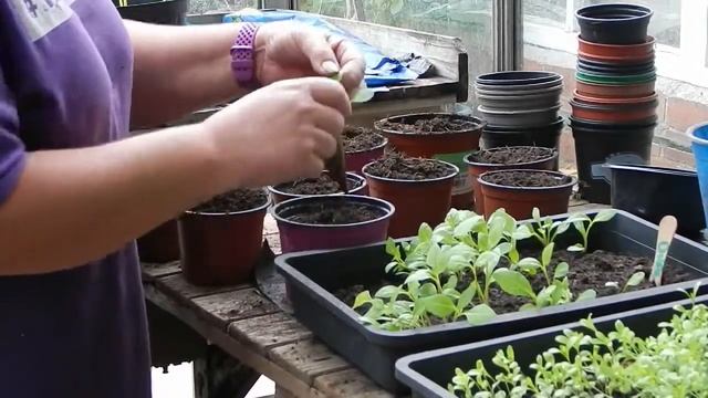 pricking out the seeds we palnted