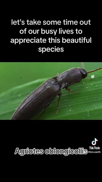 Another click beetle found #nature #insects #subscribe