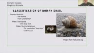 Protosomes, Helix pomatia. Muhammad Dawood