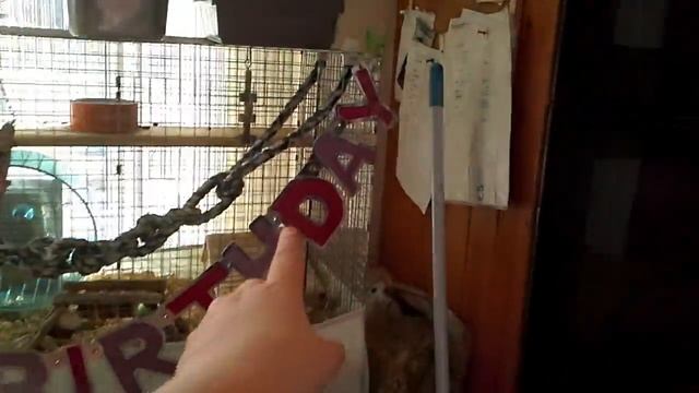 The degus birthday set up