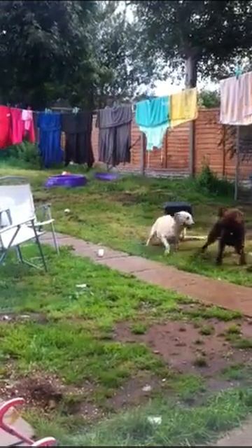 How to breed labradoodle labrador