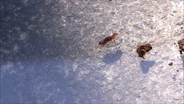Land Hopper Lawn Shrimp crustacean