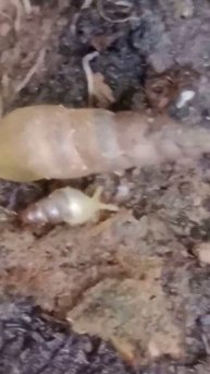 snail 🐌 in Kitchen Garden