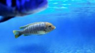Hajomaylandi "Chizumulu Island" (Female) 4" 🧐