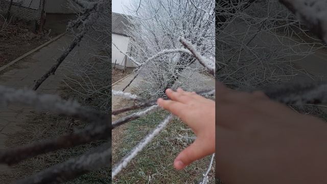 Смахиваею иней с дерева. ❄️