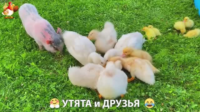 Утята с друзьями – мир нежных эмоций 🤗 эпизод (9)