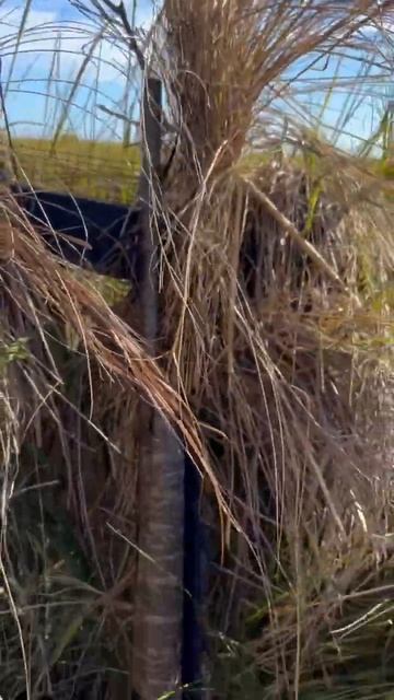 Louisiana Duck Hunting - duck calls Winchester shotgun