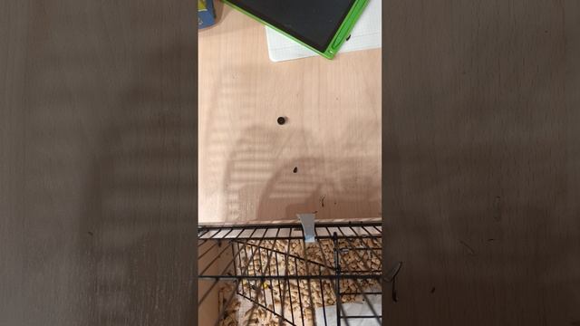 воровка семечек﹥:)