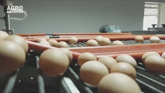În afara pericolului de Pestă Porcină și gripă aviară