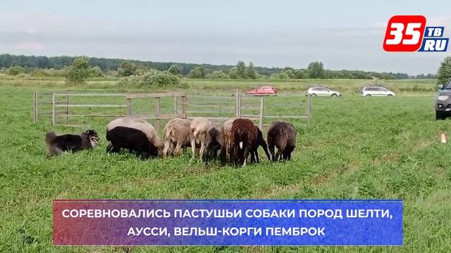 40 собак продемонстрировали свои умения пасти овец на соревнованиях под Вологдой