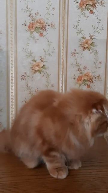 Вислоухий котёнок Хайленд фолд