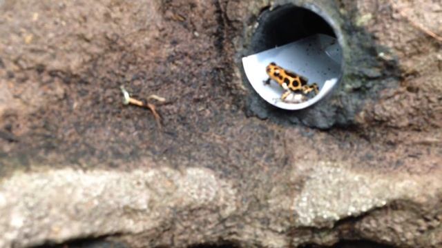 Ranitomeya Imitator Chazuta ruft