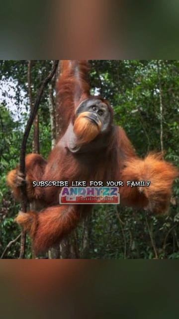 Animal transformation before after #orangutan #wolves #camel #shark #shorts #animals #viral #fyp