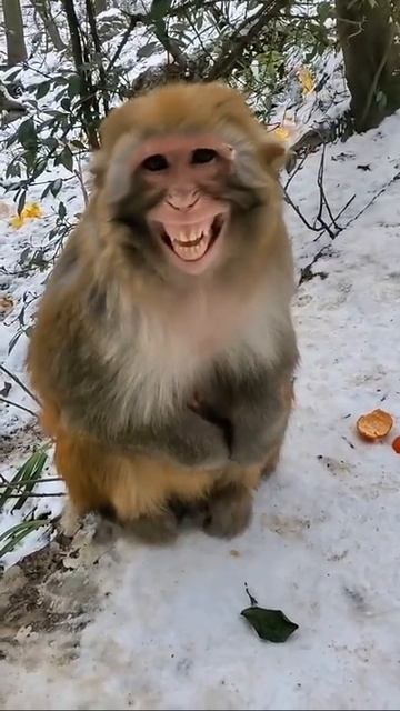 #animals #shortsviral #animalsvideo #trending(4)