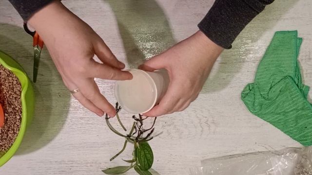 100 дней пересадки: монстера карстенианум