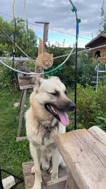 Рыжуля когда летит через Бакса на всякий случай глаза закрывает 🐕 👀🐈 #кот #собака #котисобака