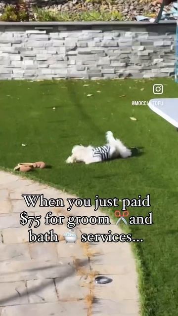 When you deicide what you want to smell like 🤧 #dogmomlife #pawsitivevibes #dogcare #funny #puppy