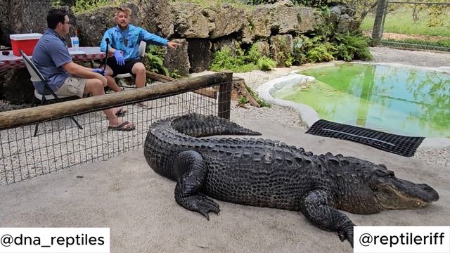 Face to Face with a GIANT Alligator @ReptileRiff