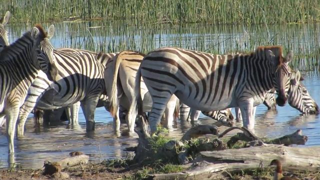 Protea 4x4 Safaris