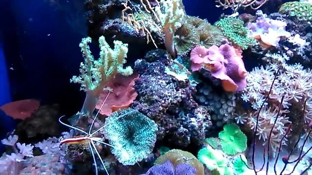 geronimo reef 750l Trnava