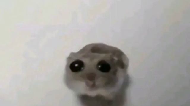 Грустный хомяк с большими глазами
