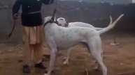 Top Quality Pure White Pakistani Bully Kutta Pair Tiger and Suzi
