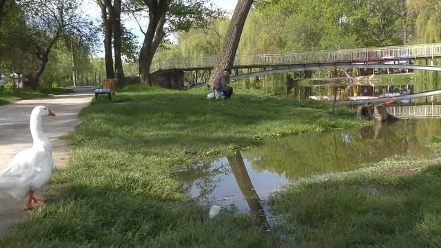 Вчерашние гуси.