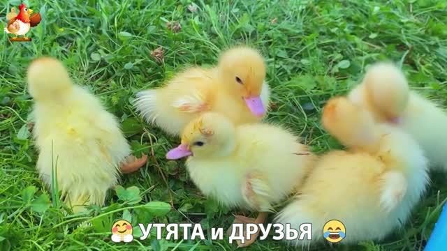 Утята с друзьями – мир нежных эмоций 🤗 эпизод (10)