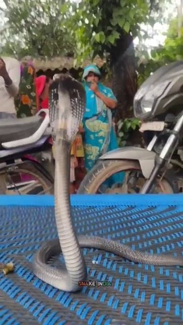 Spectacle Cobra Highly Venomous Snake  #snake #cobra #sarpmitra #youtubeshorts