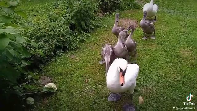 Лебеди у дома)))