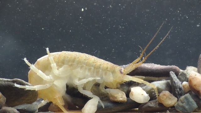 Gewöhnlicher Flohkrebs (Gammarus pulex), Mosel bei Cochem, Germany